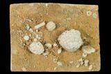 Fossil Crinoid and Blastoid Plate - Missouri #162690-1